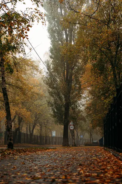 Altından sonbahar yaprakları ve sabah sisi olan boş bir yol. Yüksek kalite fotoğraf