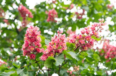 Kırmızı at kestanesinin dalında kabartma var, dinlenme ağacının bulanık arka planına yakın plan.. 