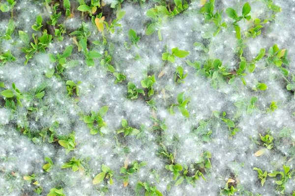 stock image Poplar fluff strong allergen lies on the grass on the ground in summer on a Sunny day. Poplar blossom season. Allergy season. 