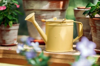 Bir bahçıvan serada sarı metal sulama konteynırı. 