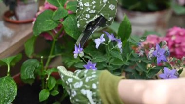 Bahçıvan bahçedeki ya da seradaki çiçeklerle çiçek keser ya da budar