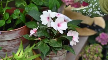 Eller çiçek çalılarının üzerindeki kurumuş yaprakları koparır. Bahçe işleri, bitki işleme, bitki bakımı. Saksıda çiçek yetişiyor.