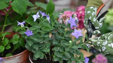 Bahçıvan bahçedeki ya da seradaki çiçeklerle çiçek keser ya da budar