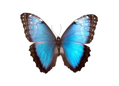 Açık kanatlı parlak mavi kelebek, beyaz arka planda izole edilmiş, tropikal böceğin detaylı yakın çekimi.
