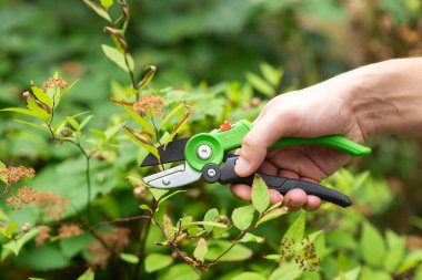  Yeşil bahçe makasıyla el budama dalları, yaz bahçesinde bitki budamak. 