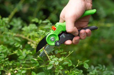  Yeşil bahçe makasıyla el budama dalları, yaz bahçesinde bitki budamak. 