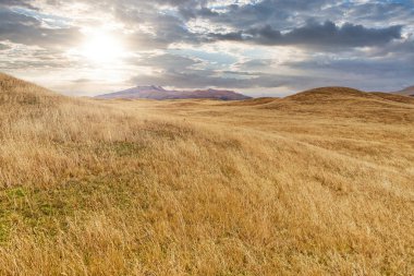 Central Ekvador 'daki Cotopaxi Ulusal Parkı manzarası, Lupinus bogotensis gibi andean bitki örtüsüne ev sahipliği yapar.