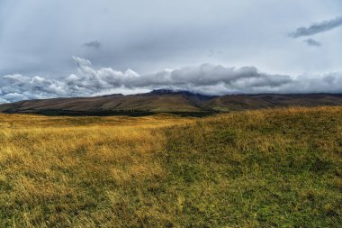 Central Ekvador 'daki Cotopaxi Ulusal Parkı manzarası, Lupinus bogotensis gibi andean bitki örtüsüne ev sahipliği yapar.