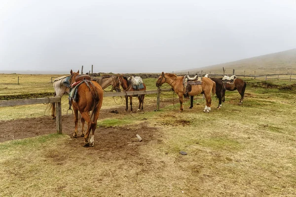 Bergpaarden Paardrijden Door Andes Excursies Paarden Zuid Amerika Wachtend Onder — Stockfoto