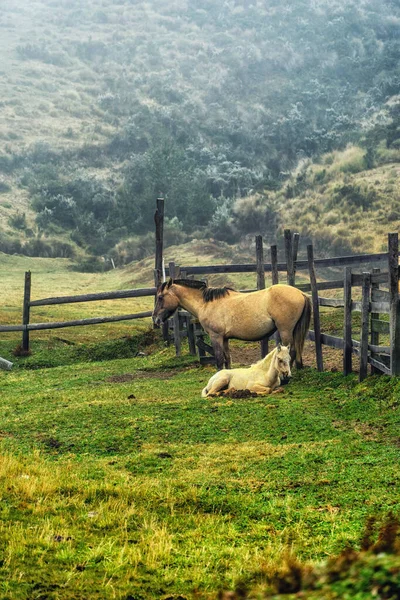 Bergpaarden Paardrijden Door Andes Excursies Paarden Zuid Amerika Wachtend Onder — Stockfoto