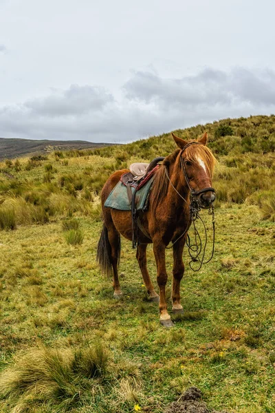 Paard Cotopaxi National Park Ecuador Zuid Amerika — Stockfoto