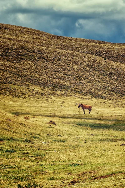 Ένα Μοναχικό Όμορφο Άγριο Άλογο Στο Εθνικό Πάρκο Cotopaxi — Φωτογραφία Αρχείου