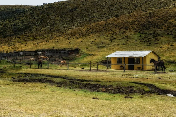 Horse Cotopaxi National Park Ecuador South America — стокове фото
