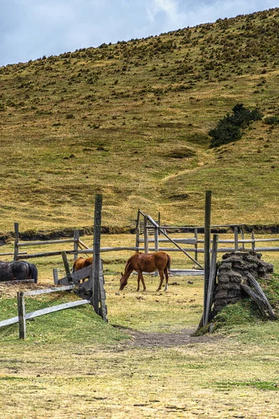 Cavalo Parque Nacional Cotopaxi Equador América Sul — Fotografia de Stock