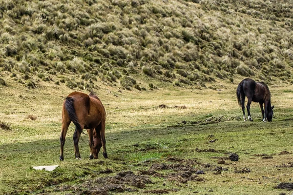 Дикие Лошади Национальном Парке Котопакси — стоковое фото