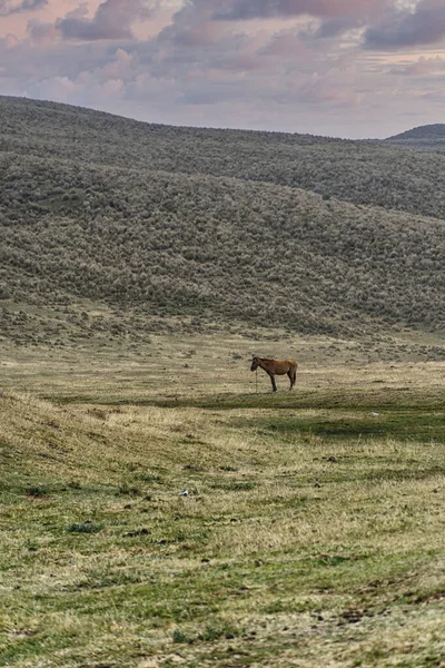Egy Magányos Gyönyörű Vadló Cotopaxi Nemzeti Parkban — Stock Fotó
