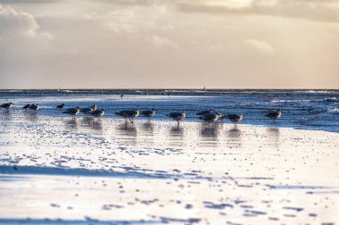 Hollanda, Ameland sahilinde martılar (Larus argentatus).