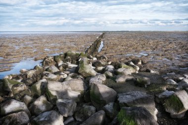Channel Tidal Marshland Ulusal Parkı ve Unesco Dünya Mirası Bölgesi Waddensea, Friesland, Hollanda