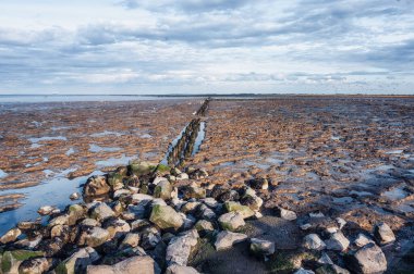 Channel Tidal Marshland Ulusal Parkı ve Unesco Dünya Mirası Bölgesi Waddensea, Friesland, Hollanda