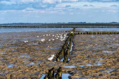 Channel Tidal Marshland Ulusal Parkı ve Unesco Dünya Mirası Bölgesi Waddensea, Friesland, Hollanda