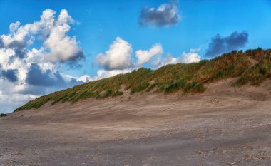 Kumullar, Ameland 'daki Kuzey Denizi sahillerinde Beach Grass ile birlikte büyümüş. Hollanda 'da bir ada