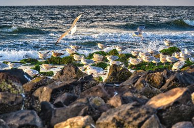 Hollanda, Ameland sahilinde martılar (Larus argentatus).