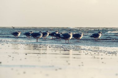 Hollanda, Ameland sahilinde martılar (Larus argentatus).