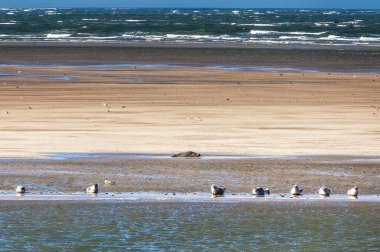 Hollanda 'daki Ameland ve Terschelling adaları arasındaki kumsalda birden fazla fok balığı dinleniyor.