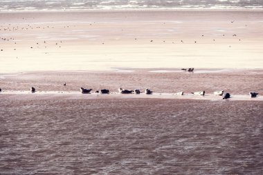Hollanda 'daki Ameland ve Terschelling adaları arasındaki kumsalda birden fazla fok balığı dinleniyor.