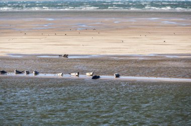 Hollanda 'daki Ameland ve Terschelling adaları arasındaki kumsalda birden fazla fok balığı dinleniyor.