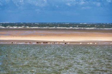 Hollanda 'daki Ameland ve Terschelling adaları arasındaki kumsalda birden fazla fok balığı dinleniyor.
