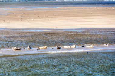 Hollanda 'daki Ameland ve Terschelling adaları arasındaki kumsalda birden fazla fok balığı dinleniyor.