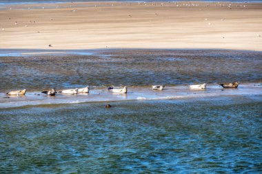 Hollanda 'daki Ameland ve Terschelling adaları arasındaki kumsalda birden fazla fok balığı dinleniyor.