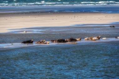 Hollanda 'daki Ameland ve Terschelling adaları arasındaki kumsalda birden fazla fok balığı dinleniyor.