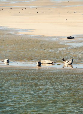 Hollanda 'daki Ameland ve Terschelling adaları arasındaki kumsalda birden fazla fok balığı dinleniyor.