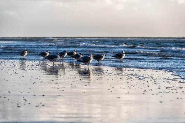 Сельдь Чайки Larus Argentatus Пляже Нидерландах Ameland — стоковое фото
