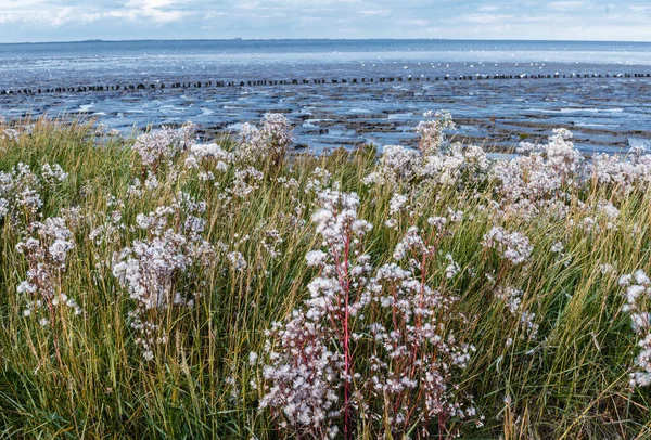 Tripolium pannonicum, Sea Aster seed in close-up in the Waddensea Netherlands Unesco World Herritage.