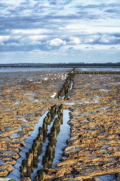 Национальный Парк Приливная Волна Территория Всемирного Наследия Юнеско Вадденси Фрисландия — стоковое фото