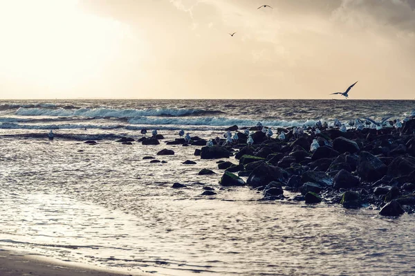 Захід Сонця Фризькому Острові Амеланд Берег Вадденського Моря Під Час — стокове фото