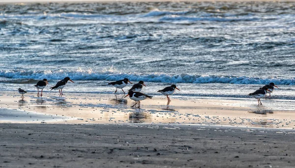 Oystercatchers Área Wadden Durante Pôr Sol Água Bela Área Protegida — Fotografia de Stock