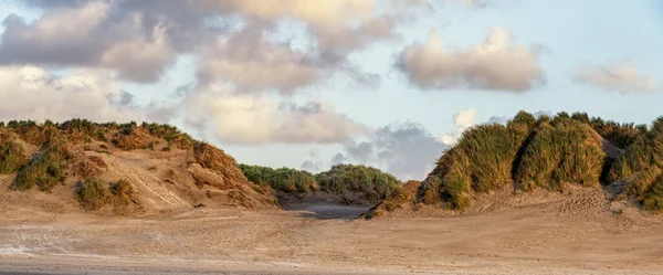 란트에 해변에서 그래스와 자라는 네덜란드 — 스톡 사진