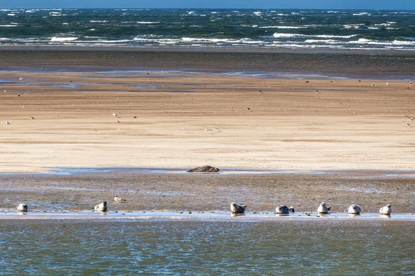 stock image Multiple seals relaxing on sandbar between the islands of Ameland and Terschelling in Holland