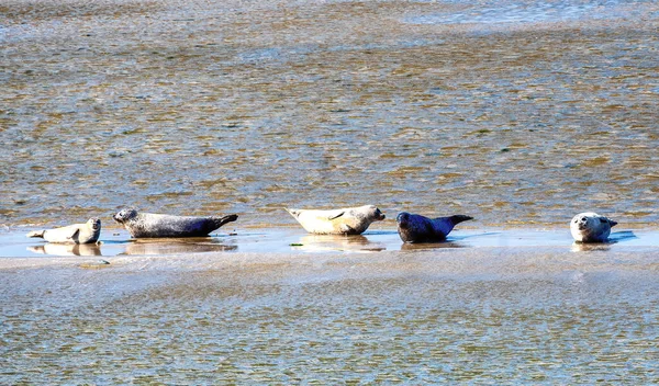 Liczne Foki Relaksujące Piaskownicy Między Wyspami Ameland Terschelling Holandii — Zdjęcie stockowe