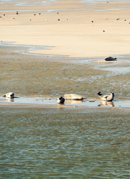 Πολλαπλές Φώκιες Χαλαρώνουν Στην Άμμο Μεταξύ Των Νησιών Ameland Και — Φωτογραφία Αρχείου