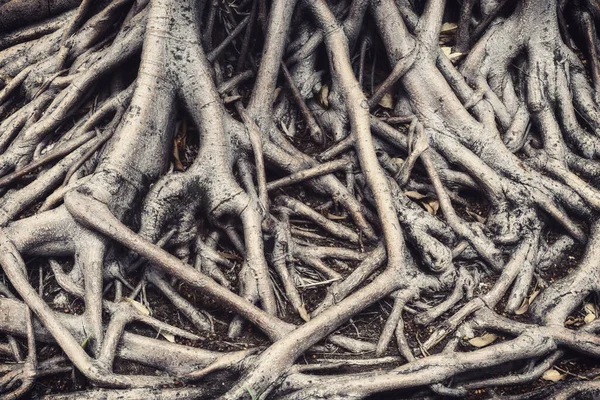 Close-up Of Tree Roots, Strong tree roots