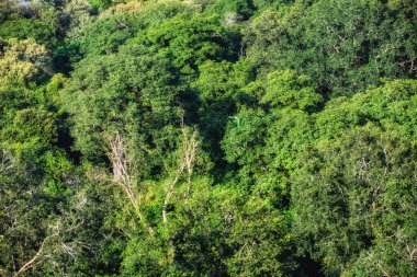 Hindistan 'daki Ranthambore Ulusal Parkı' nda nöbetçi olarak sakız ağacı tepe örtüsü duruyor.