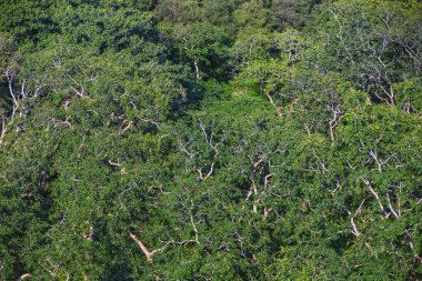Hindistan 'daki Ranthambore Ulusal Parkı' nda nöbetçi olarak sakız ağacı tepe örtüsü duruyor.