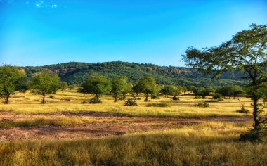 Hindistan 'daki Thar Çölü' ndeki Ranthambhore Park manzarası