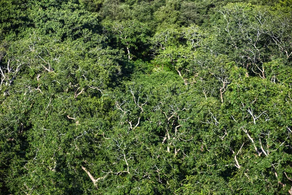 Hindistan 'daki Ranthambore Ulusal Parkı' nda nöbetçi olarak sakız ağacı tepe örtüsü duruyor.