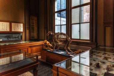 Skeleton of a cave bear at Teylers Museum, Haarlem, North Holland, The Netherlands clipart